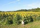 Sunflower Fields (28)