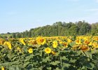 Sunflower Fields (30)