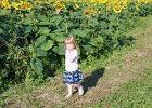 Sunflower Fields (31)
