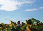 Sunflower Fields (32)