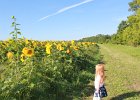 Sunflower Fields (38)