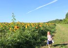 Sunflower Fields (39)