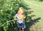 Sunflower Fields (45)