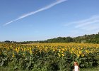 Sunflower Fields (55)