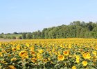 Sunflower Fields (56)
