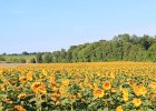 Sunflower Fields (58)