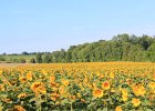 Sunflower Fields (59)