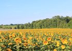 Sunflower Fields (60)