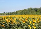 Sunflower Fields (61)