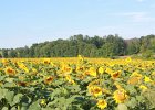 Sunflower Fields (65)