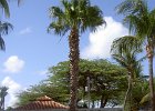 Aruba (83)