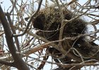 Porcupine (1)