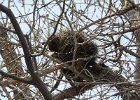 Porcupine (2)