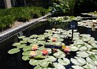 LongWood Gardens (122)