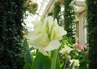 Longwood Garden (25)