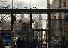 New York City 2016 (22)